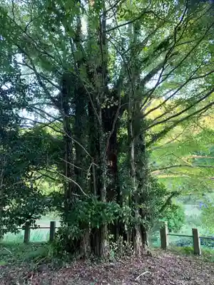 城上神社の自然
