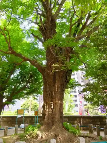 磐井神社の自然