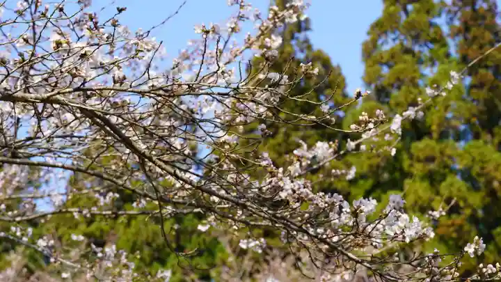 宮崎神社の自然