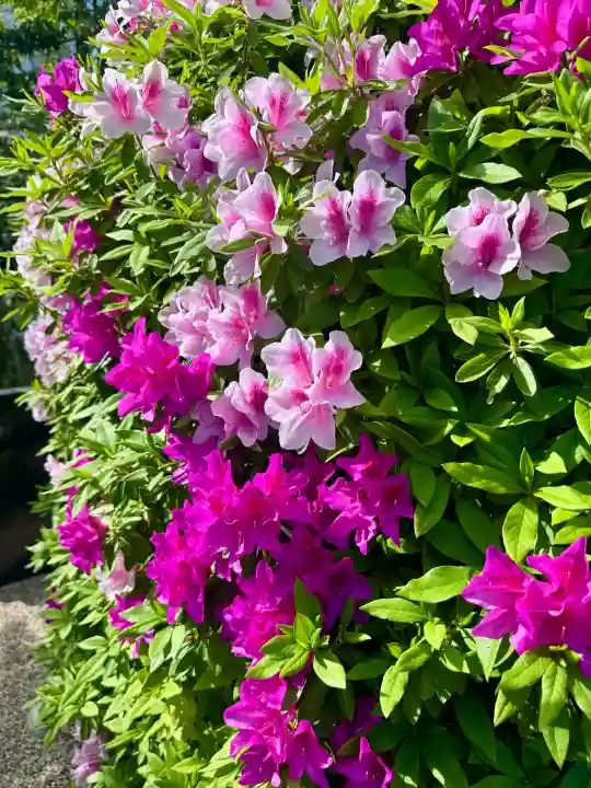 堀越神社の{uncategorized: "未分類", other: "その他", undefined: "問題あり", building: "その他建物", grave: "お墓", sacred_gate: "鳥居", guardian: "狛犬", statue: "像", buddha: "仏像", history: "歴史", nature: "自然", garden: "庭園", animal: "動物", pagoda: "塔", temizu: "手水舎", mountain_gate: "山門・神門", sanctuary: "本殿・本堂", subordinate: "末社・摂社", art: "芸術", scenery: "景色", jizo: "地蔵", ema: "絵馬", goshuin: "御朱印", omikuji: "おみくじ", items: "授与品その他", amulet: "お守り", goshuincho: "御朱印帳", eats: "食事", festival: "お祭り", votive_dance: "神楽", shichigosan: "七五三参", wedding: "結婚式", experience: "体験その他", initially: "初詣", around: "周辺", anti_infection: "感染症対策"}
