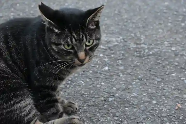 秩父御嶽神社の動物