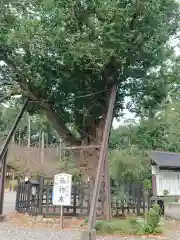 天宮神社の自然