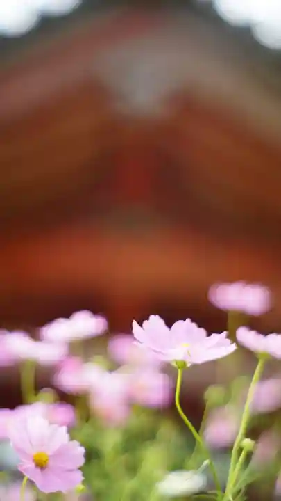 般若寺 ❁コスモス寺❁(奈良県)