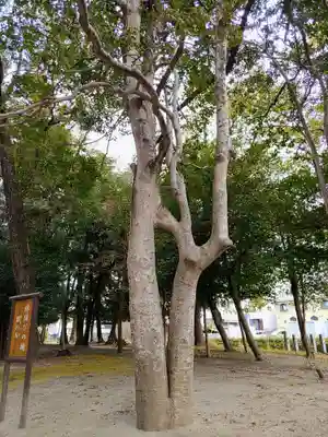 鹿島神社（大林鹿島神社）の自然