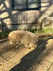 坪沼八幡神社の動物