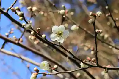 豊景神社の自然