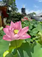 中山寺(兵庫県)