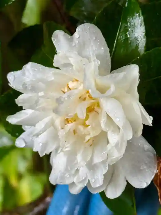 大乗寺(京都府)