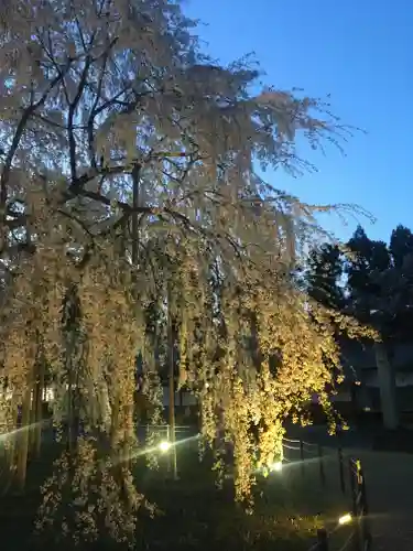 足羽神社の自然
