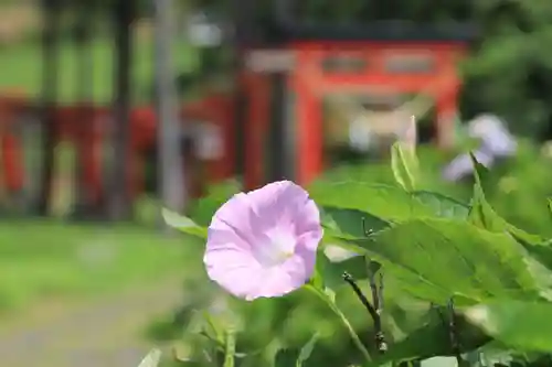 高屋敷稲荷神社の自然