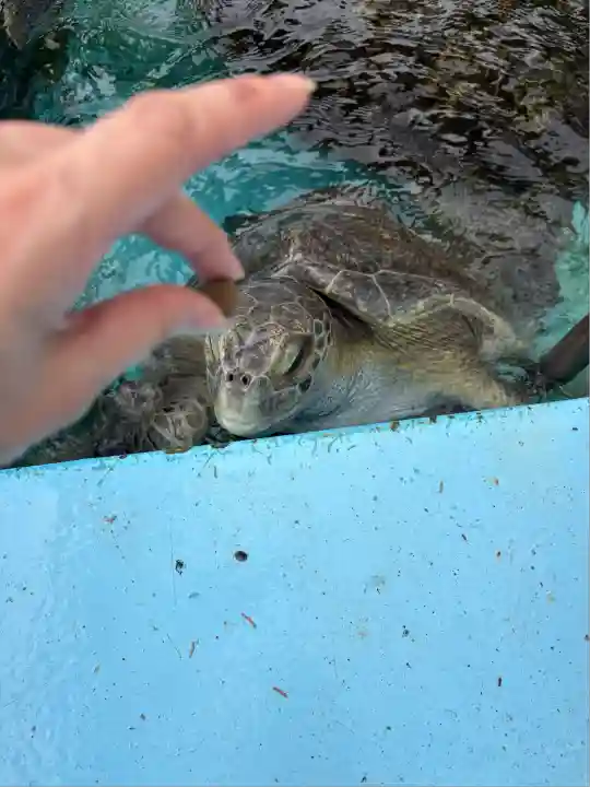 明星来影寺(高知県)