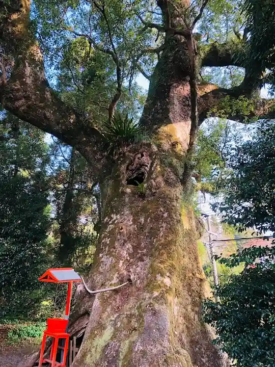 大汝牟遅神社の自然