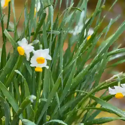伊勢の国 四天王寺(三重県)