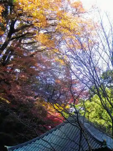 安國論寺（安国論寺）の自然