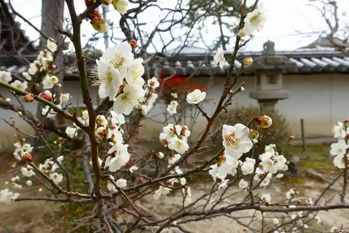 菅原天満宮(菅原神社)の自然