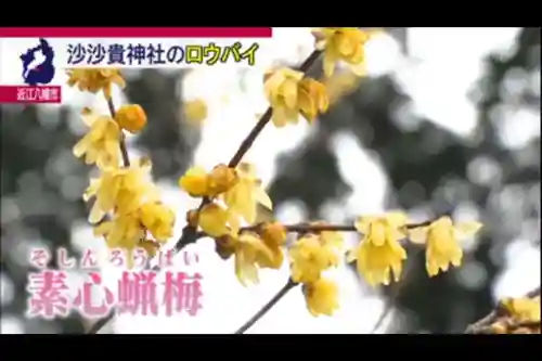 沙沙貴神社の自然