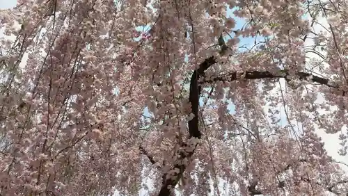 青森縣護國神社の自然