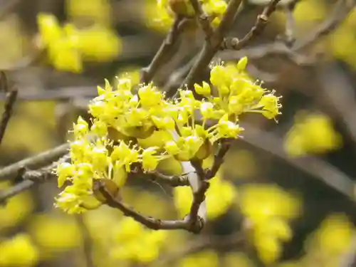安國論寺（安国論寺）の自然