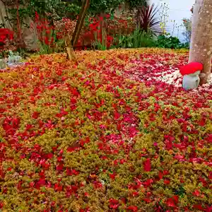 寿量山 速成寺の自然(2020年12月17日(木) 11時12分21秒投稿)