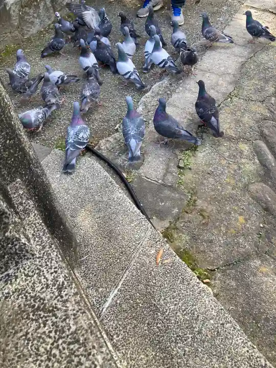 平塚八幡宮(神奈川県)