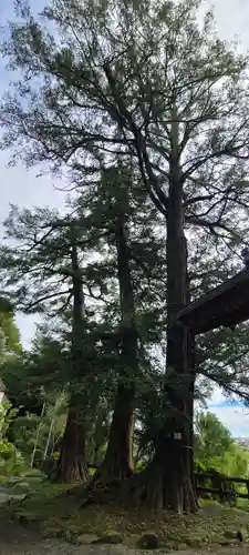 宝泉寺(東京都)