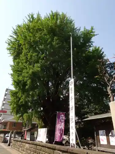 磐井神社の自然