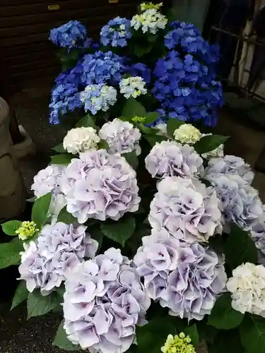 荻窪白山神社の自然