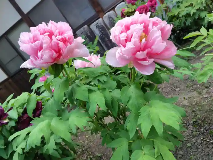 石光寺(奈良県)