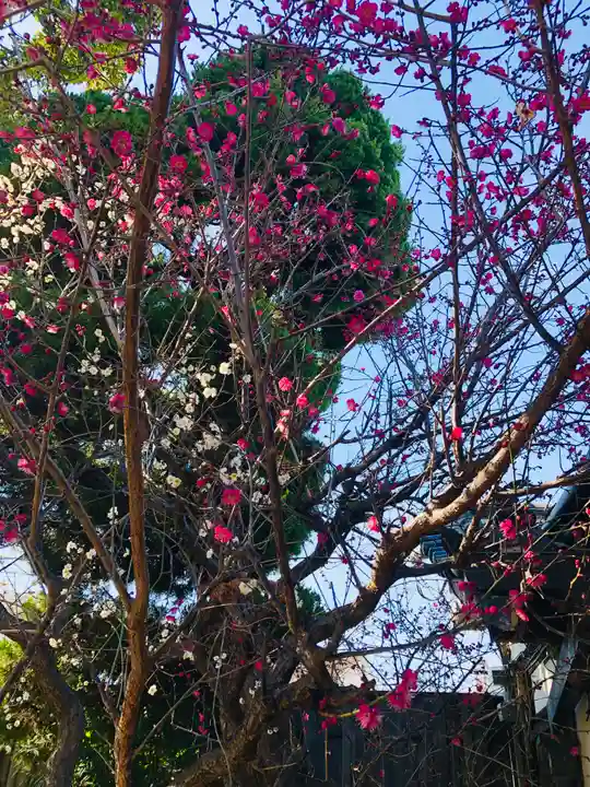 徳庵神社の自然