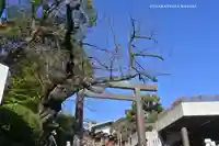 伊勢山皇大神宮(神奈川県)