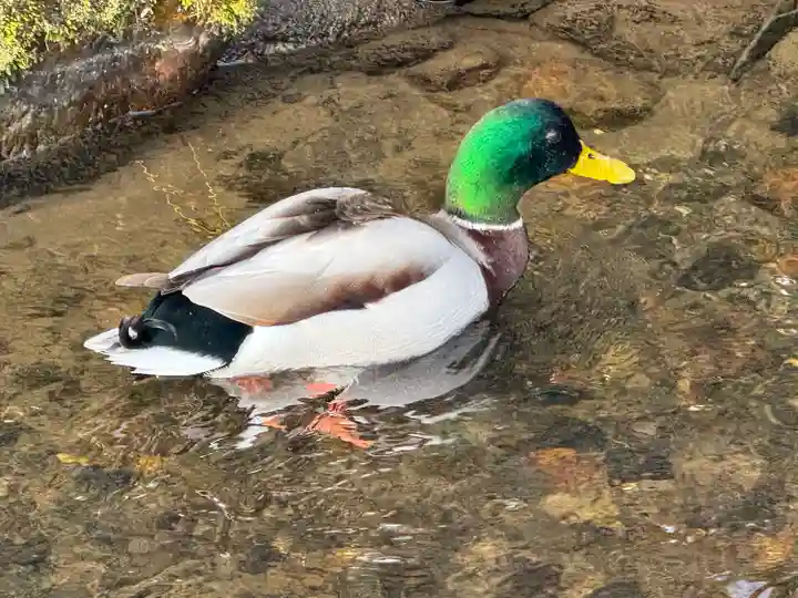 賀茂別雷神社(上賀茂神社)(京都府)