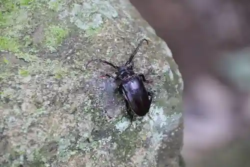 津嶋神社の動物