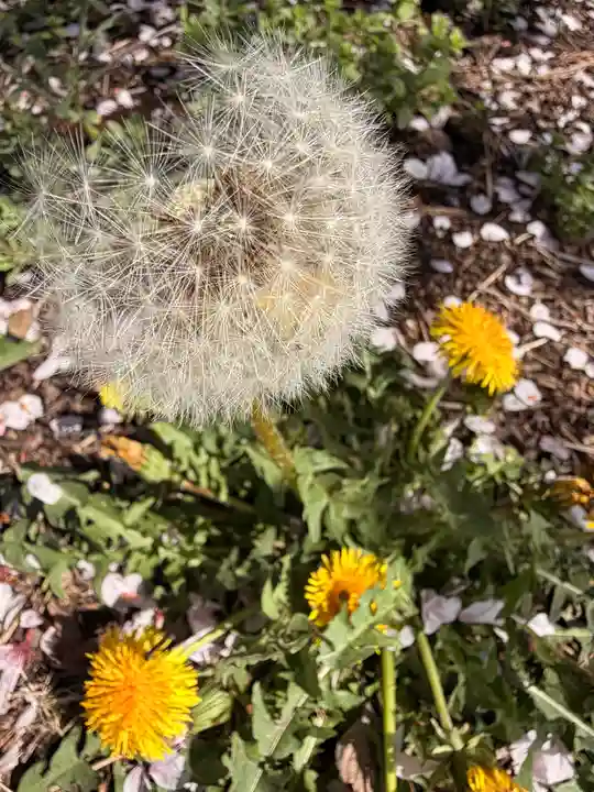 鹿嶋三嶋神社(茨城県)