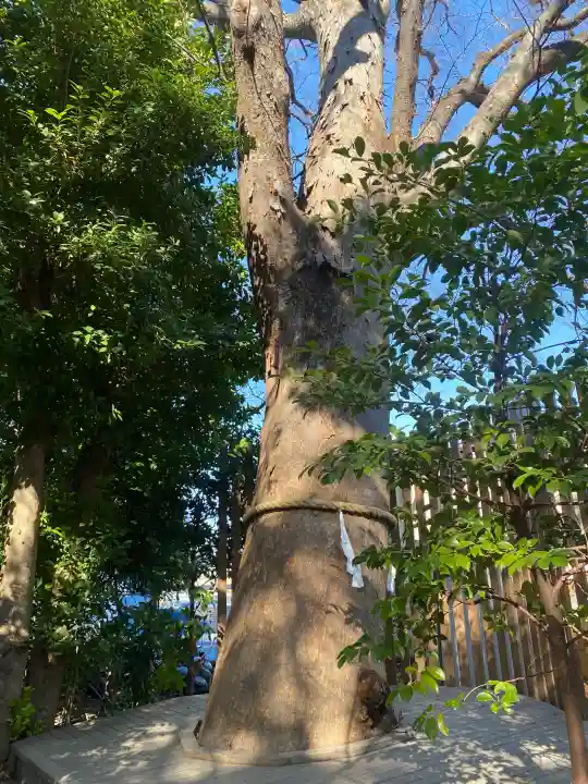 鎮守氷川神社の{uncategorized: "未分類", other: "その他", undefined: "問題あり", building: "その他建物", grave: "お墓", sacred_gate: "鳥居", guardian: "狛犬", statue: "像", buddha: "仏像", history: "歴史", nature: "自然", garden: "庭園", animal: "動物", pagoda: "塔", temizu: "手水舎", mountain_gate: "山門・神門", sanctuary: "本殿・本堂", subordinate: "末社・摂社", art: "芸術", scenery: "景色", jizo: "地蔵", ema: "絵馬", goshuin: "御朱印", omikuji: "おみくじ", items: "授与品その他", amulet: "お守り", goshuincho: "御朱印帳", eats: "食事", festival: "お祭り", votive_dance: "神楽", shichigosan: "七五三参", wedding: "結婚式", experience: "体験その他", initially: "初詣", around: "周辺", anti_infection: "感染症対策"}