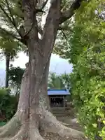 坂戸神社の自然