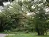 明治神宮の自然
