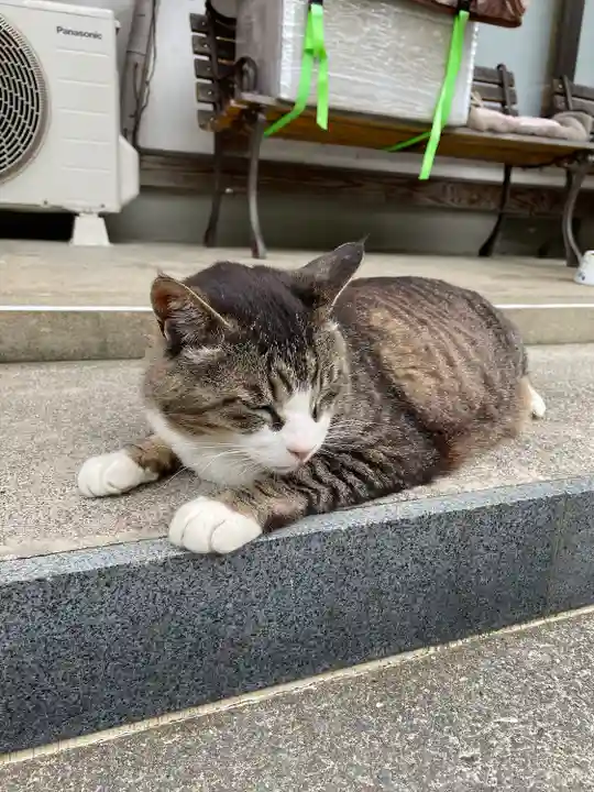 御誕生寺(猫寺)の動物