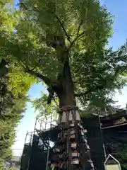 素盞雄神社(東京都)