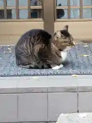 銀杏岡八幡神社の動物