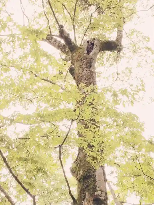 山中諏訪神社(山梨県)