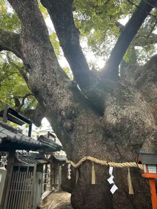 三島神社の{uncategorized: "未分類", other: "その他", undefined: "問題あり", building: "その他建物", grave: "お墓", sacred_gate: "鳥居", guardian: "狛犬", statue: "像", buddha: "仏像", history: "歴史", nature: "自然", garden: "庭園", animal: "動物", pagoda: "塔", temizu: "手水舎", mountain_gate: "山門・神門", sanctuary: "本殿・本堂", subordinate: "末社・摂社", art: "芸術", scenery: "景色", jizo: "地蔵", ema: "絵馬", goshuin: "御朱印", omikuji: "おみくじ", items: "授与品その他", amulet: "お守り", goshuincho: "御朱印帳", eats: "食事", festival: "お祭り", votive_dance: "神楽", shichigosan: "七五三参", wedding: "結婚式", experience: "体験その他", initially: "初詣", around: "周辺", anti_infection: "感染症対策"}