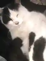 賀茂別雷神社の動物