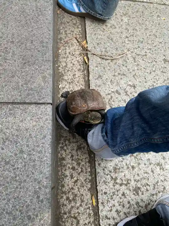 亀戸天神社の{uncategorized: "未分類", other: "その他", undefined: "問題あり", building: "その他建物", grave: "お墓", sacred_gate: "鳥居", guardian: "狛犬", statue: "像", buddha: "仏像", history: "歴史", nature: "自然", garden: "庭園", animal: "動物", pagoda: "塔", temizu: "手水舎", mountain_gate: "山門・神門", sanctuary: "本殿・本堂", subordinate: "末社・摂社", art: "芸術", scenery: "景色", jizo: "地蔵", ema: "絵馬", goshuin: "御朱印", omikuji: "おみくじ", items: "授与品その他", amulet: "お守り", goshuincho: "御朱印帳", eats: "食事", festival: "お祭り", votive_dance: "神楽", shichigosan: "七五三参", wedding: "結婚式", experience: "体験その他", initially: "初詣", around: "周辺", anti_infection: "感染症対策"}
