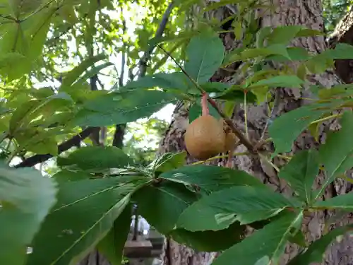 妹背牛神社の自然