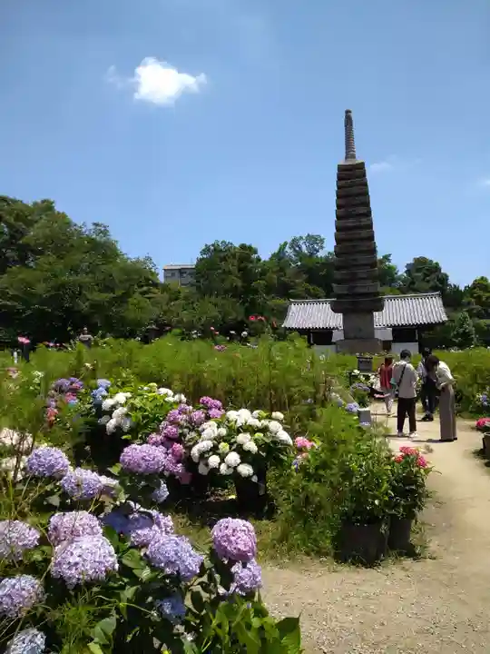 般若寺 ❁コスモス寺❁(奈良県)