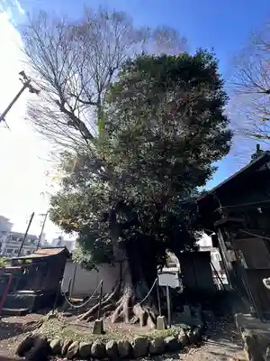 熊野神社の自然