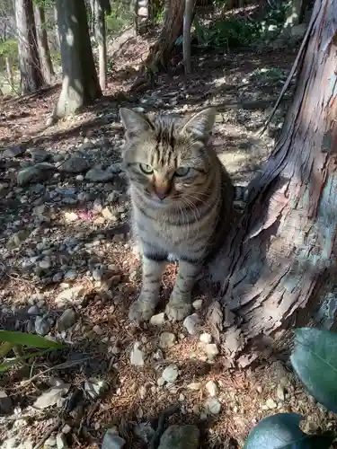 玉野御嶽神社の動物