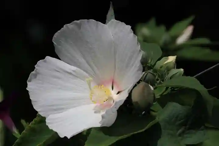 豊景神社の自然