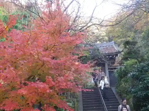 黄梅院（円覚寺塔頭）の自然