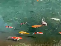 水分神社の動物